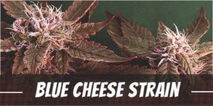 Blue Cheese Strain