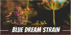 Blue Dream weed Strain