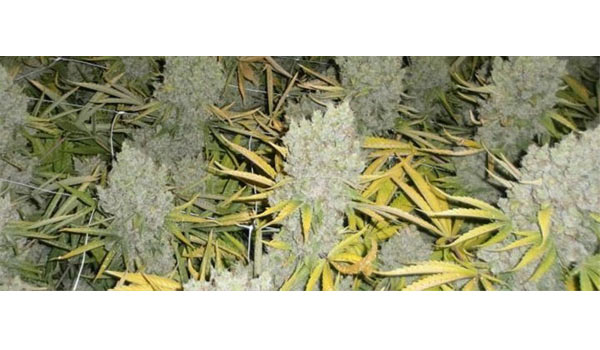 cannabis harvest flushing