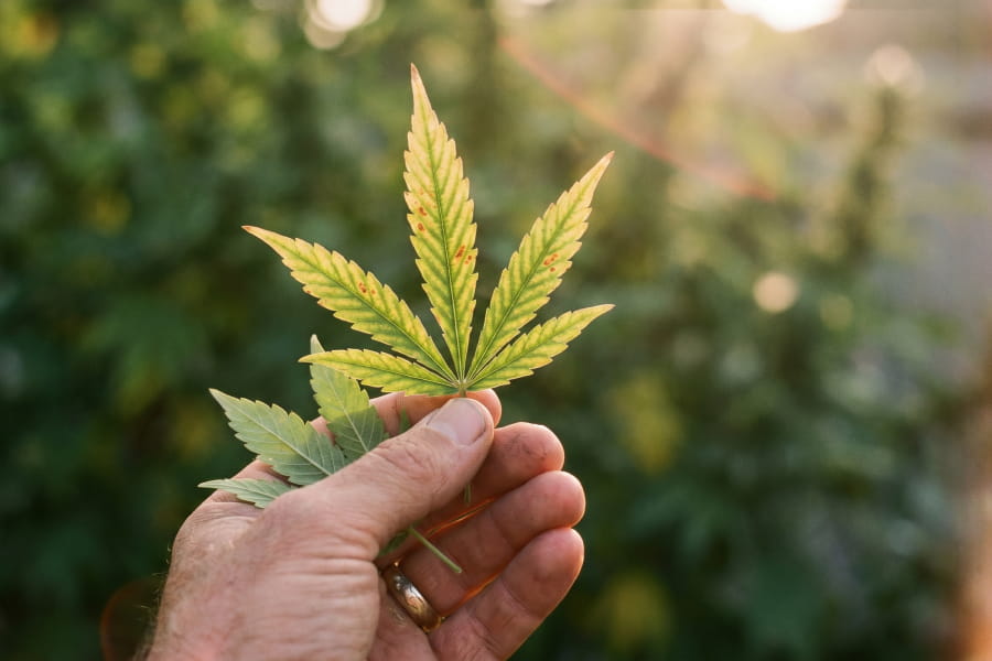 Hands holding yellowing cannabis leaves with green veins, a common sign of magnesium deficiency.