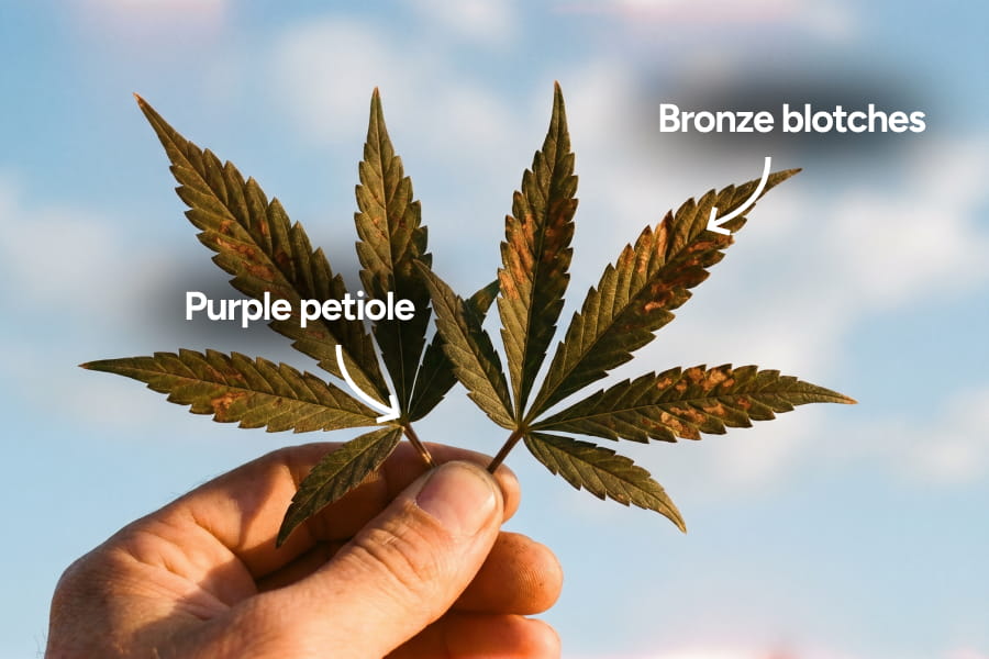 Purple cannabis leaves, a common sign of possible phosphorus deficiency.