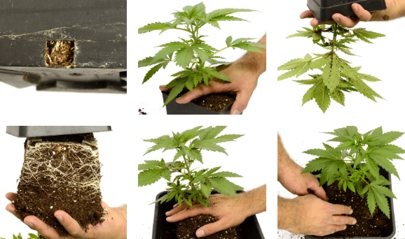 cannabis plants being transplanted