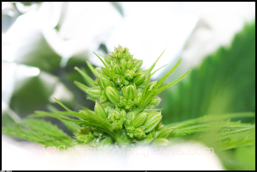 Male weed