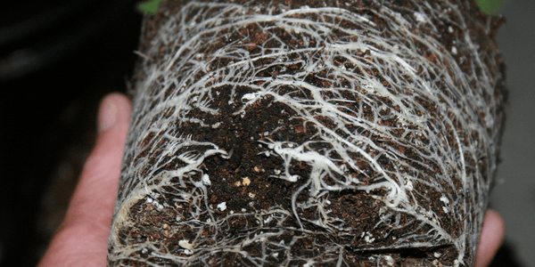 checking marijuana roots for transplant