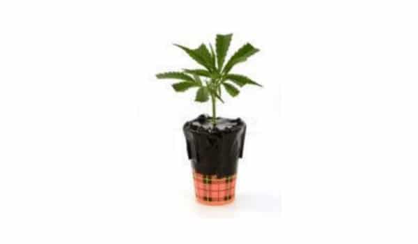 clones will root in 5-10 days