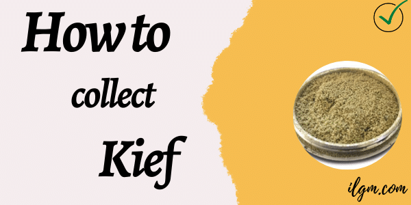How to collect Kief