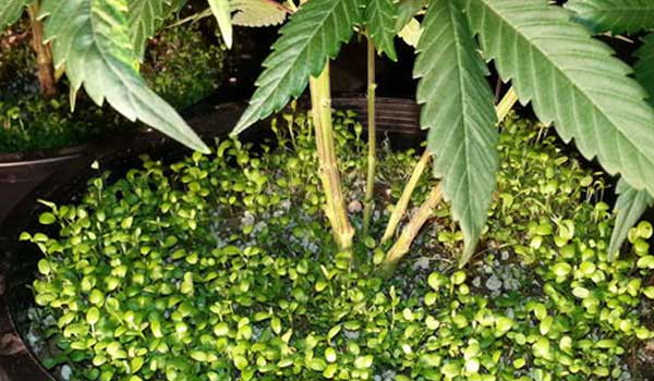 companion plants growing