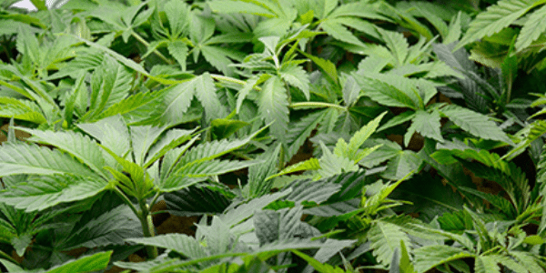 Create the perfect climate for your cannabis plant