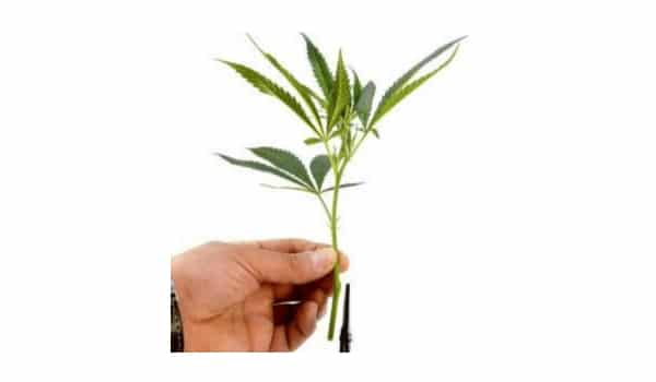 cut off side branches