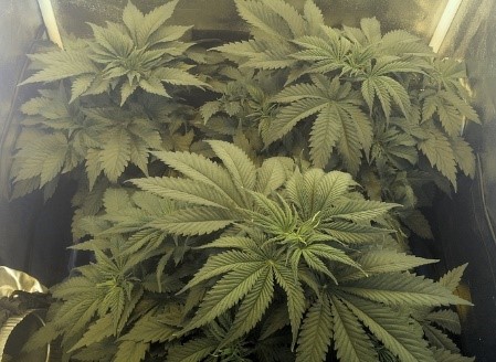cannababies