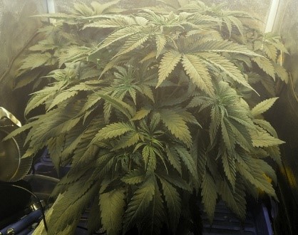 marijuana growing
