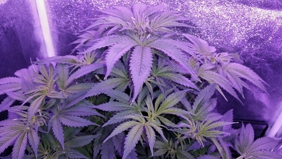 almost flowering