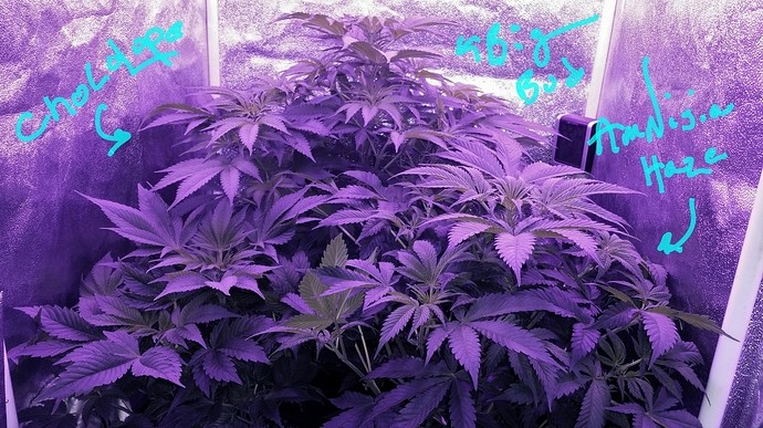 pruned leaves