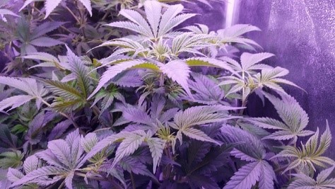 warmed marijuana plants