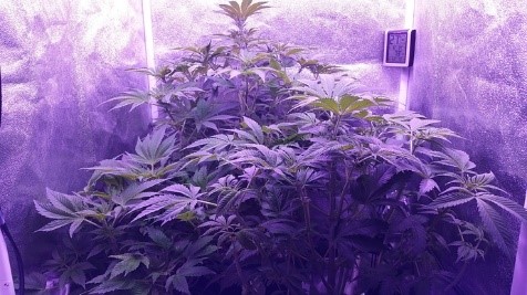 warm plants