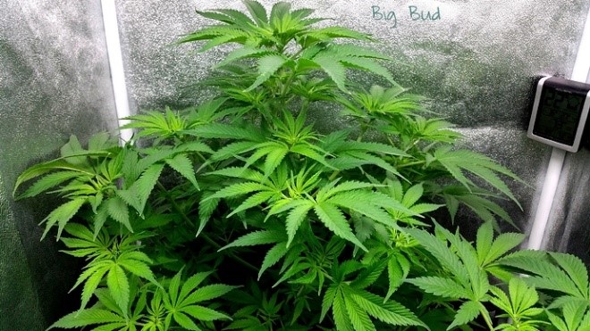after watering