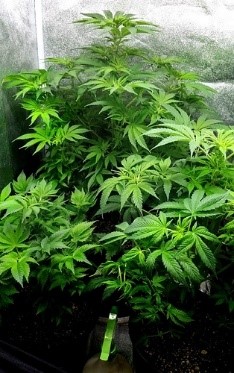 plants after watered