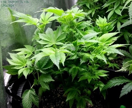 marijuana in pot