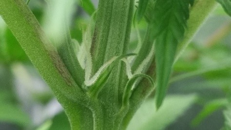 marijuana leaves