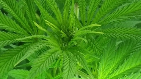 green porn