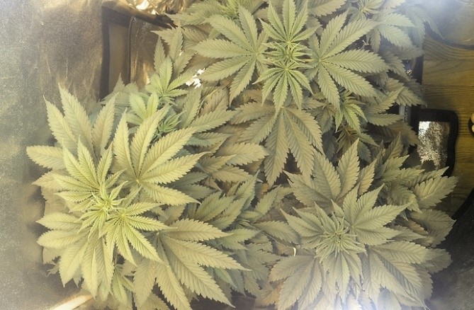 bigger grow tent