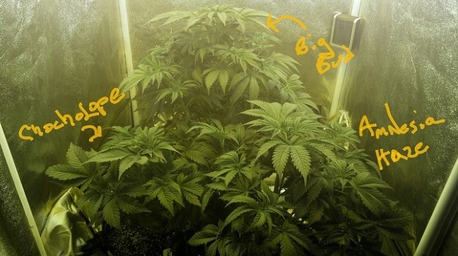 three plants in a tent