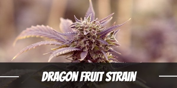 Dragon Fruit Strain