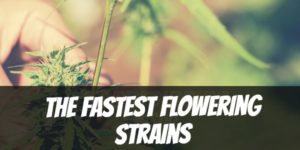 The fastest flowering strains