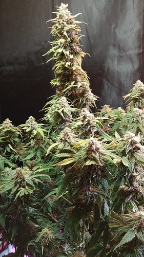harvest daze