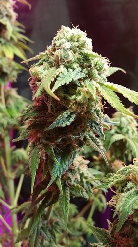 harvesting