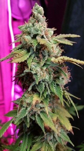 flowered