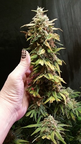 harvest time