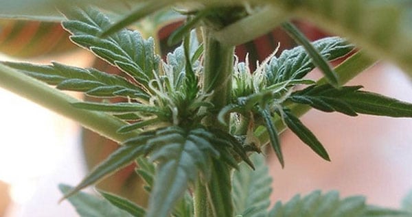 Female Plant