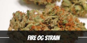 Fire OG Strain