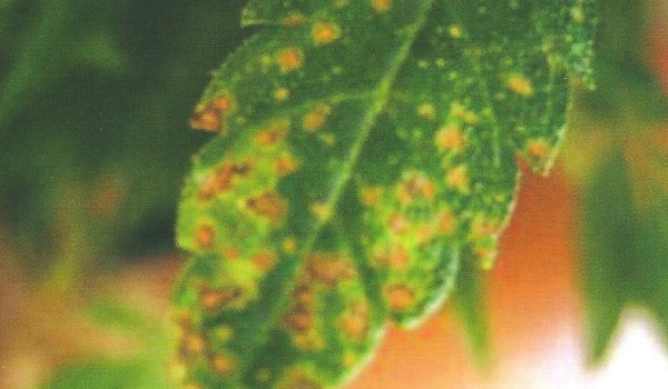 fix calcium deficiency in hydro marijuana