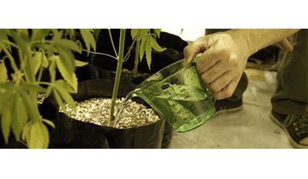 flushing weed plant
