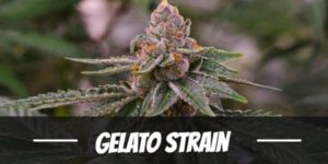 Gelato Strain