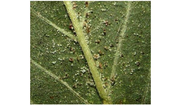 get rid of aphids on marijuana plants