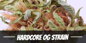 Hardcore OG Strain