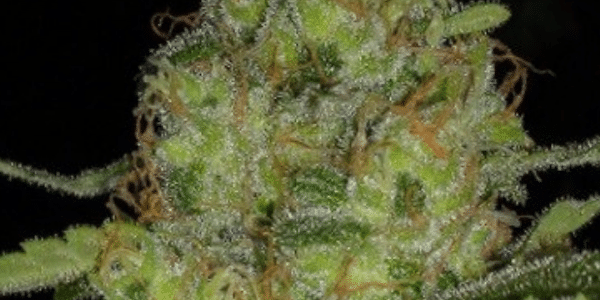 Harvest cannabis at the right time