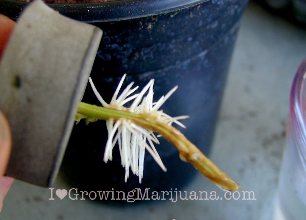 Healthy roots marijuana clones