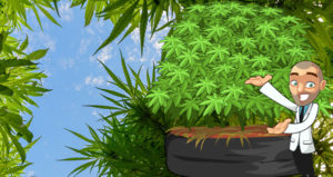 Highest Yielding Cannabis Strains