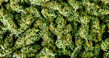 marijuana yield
