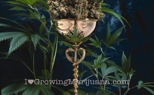 I love marijuana cannabis cup winners