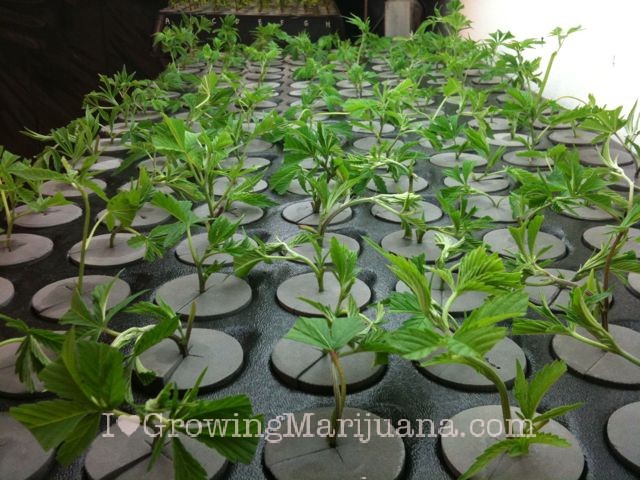 i-love-marijuana-cuttings-wont-root I love marijuana cuttings wont root