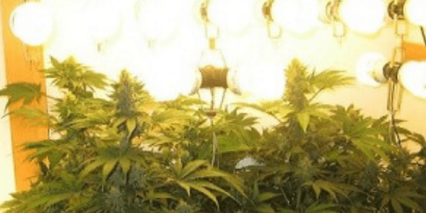 increase-light-intensity-in-marijuana-grow-room