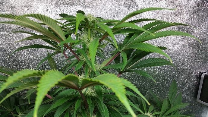 nutrient burn