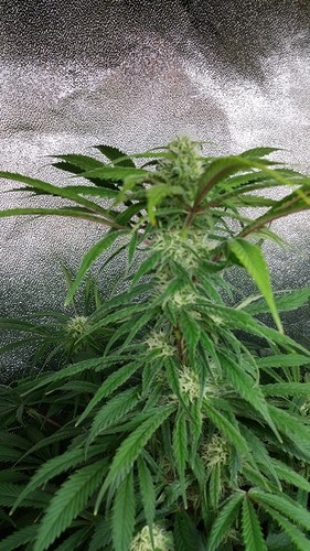 harvest time