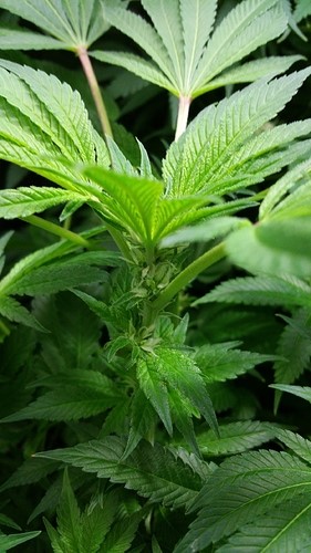 marijuana close to harvest