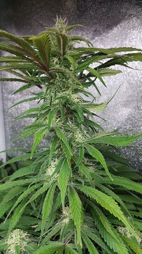 vegetative plant